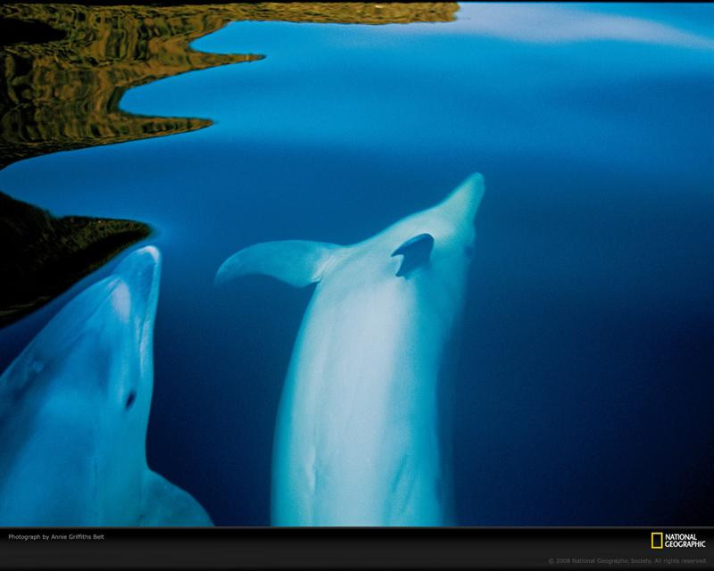 dolphins-doubtful-sound-664438-xl (Medium)