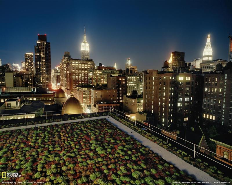 green-roof-nyc-1212052-xl (Medium)