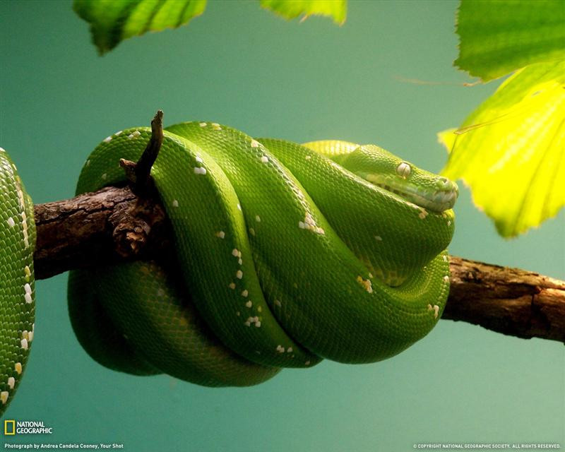 green-snake-branch-080909-xl (Medium)