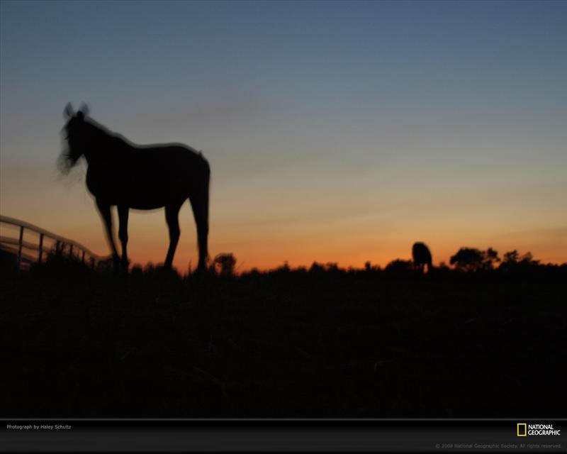 horse-farm-sunset-041pc08atn2hsc008-xl (Medium)