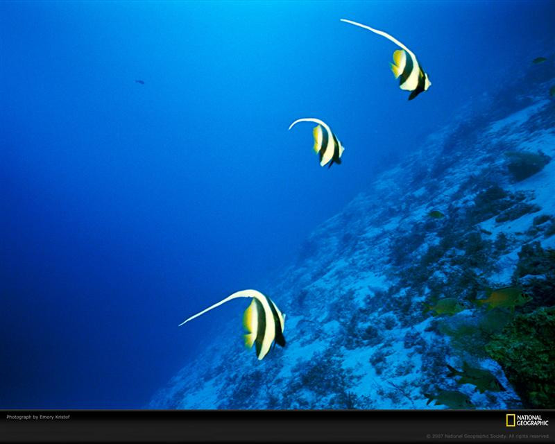 longfin-bannerfish-516504-xl (Medium)