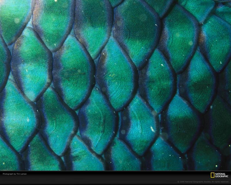 parrotfish-scales-laman-757874-xl (Medium)