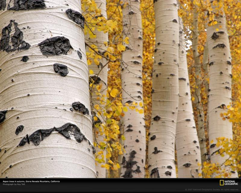 quaking-aspen-trees-1000653-xl (Medium)