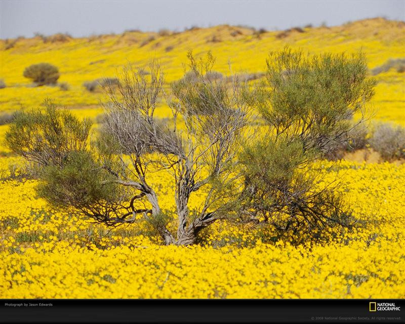 yellow-wildflowers-edwards-687324-xl (Medium)