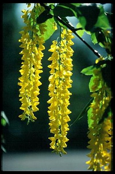 laburnum (Medium)