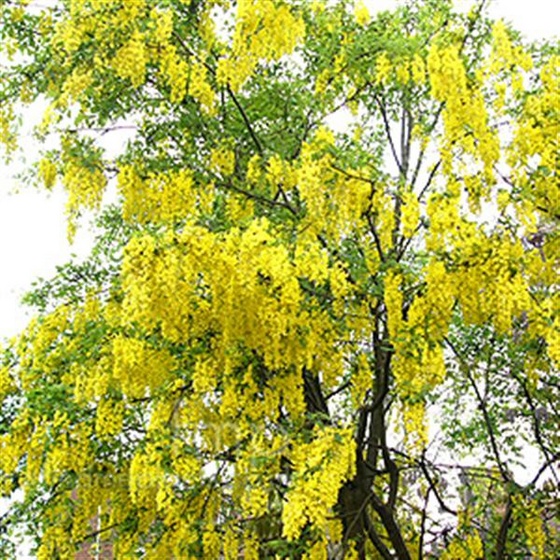 laburnum vos fl (Medium)