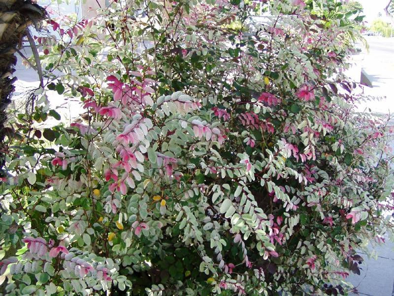 snowbush (Medium)