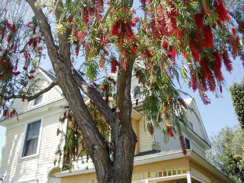 weeping bottlebrush (Medium)