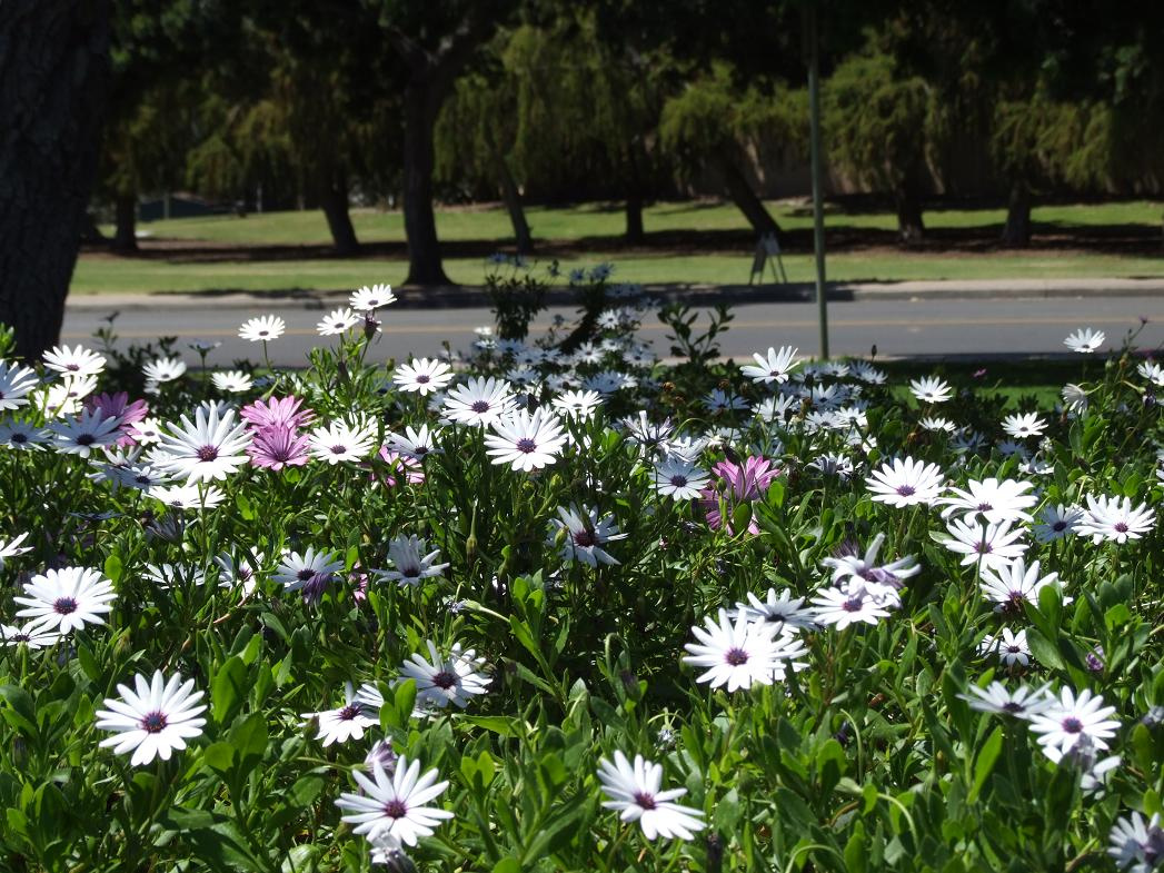 osteospermum