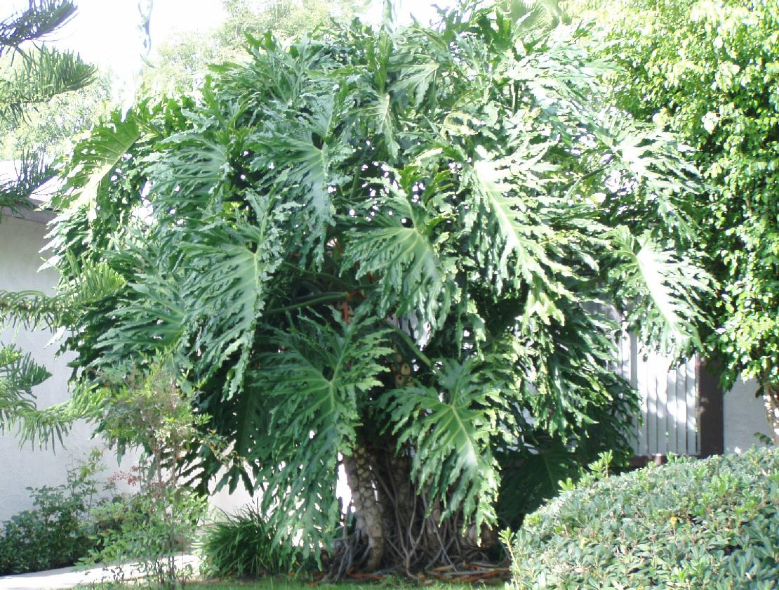 philodendron