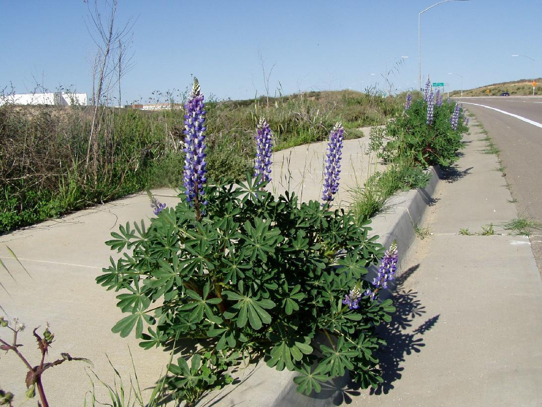 valley lupine