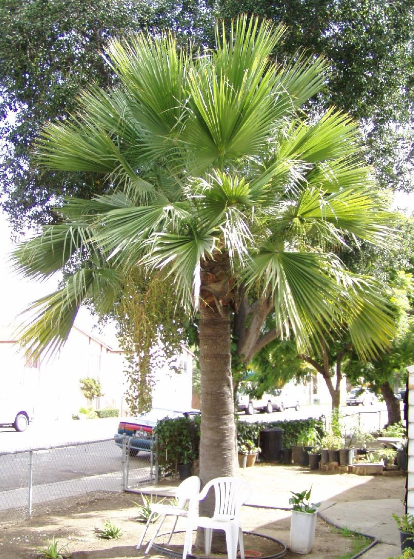 guadalupe palm