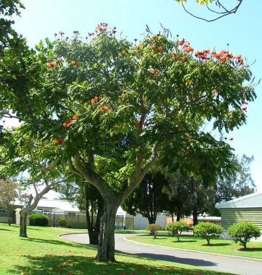 african tulip tree 4 (Medium)