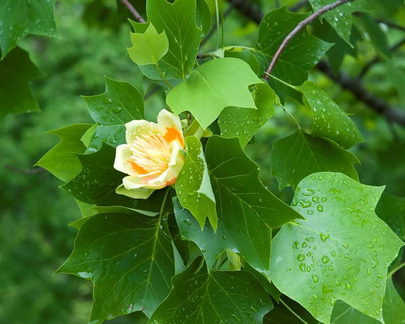 tuliptree01 (Medium)