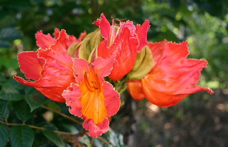 tulip-tree-21 (Medium)