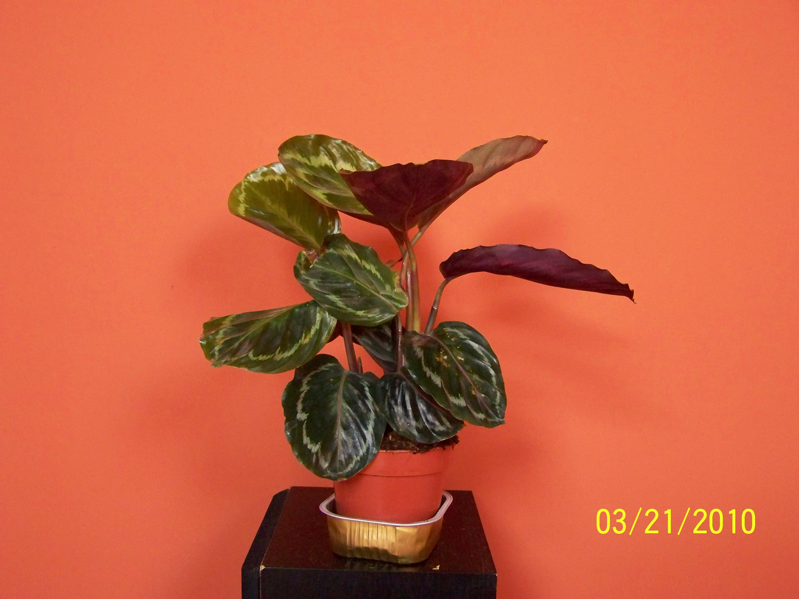 Calathea medaillon