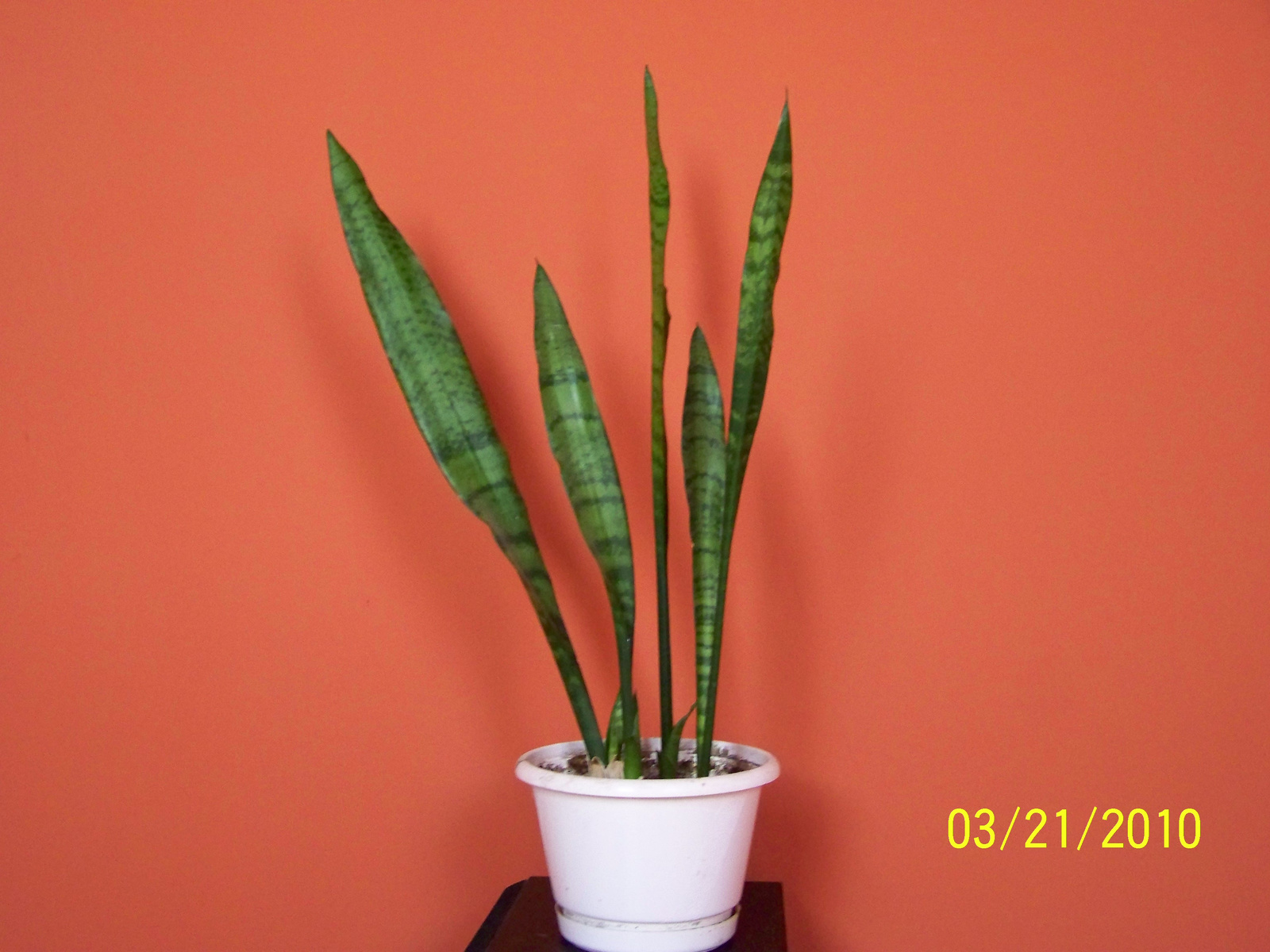 Szobai szanszeviéria - Sansevieria trifasciata