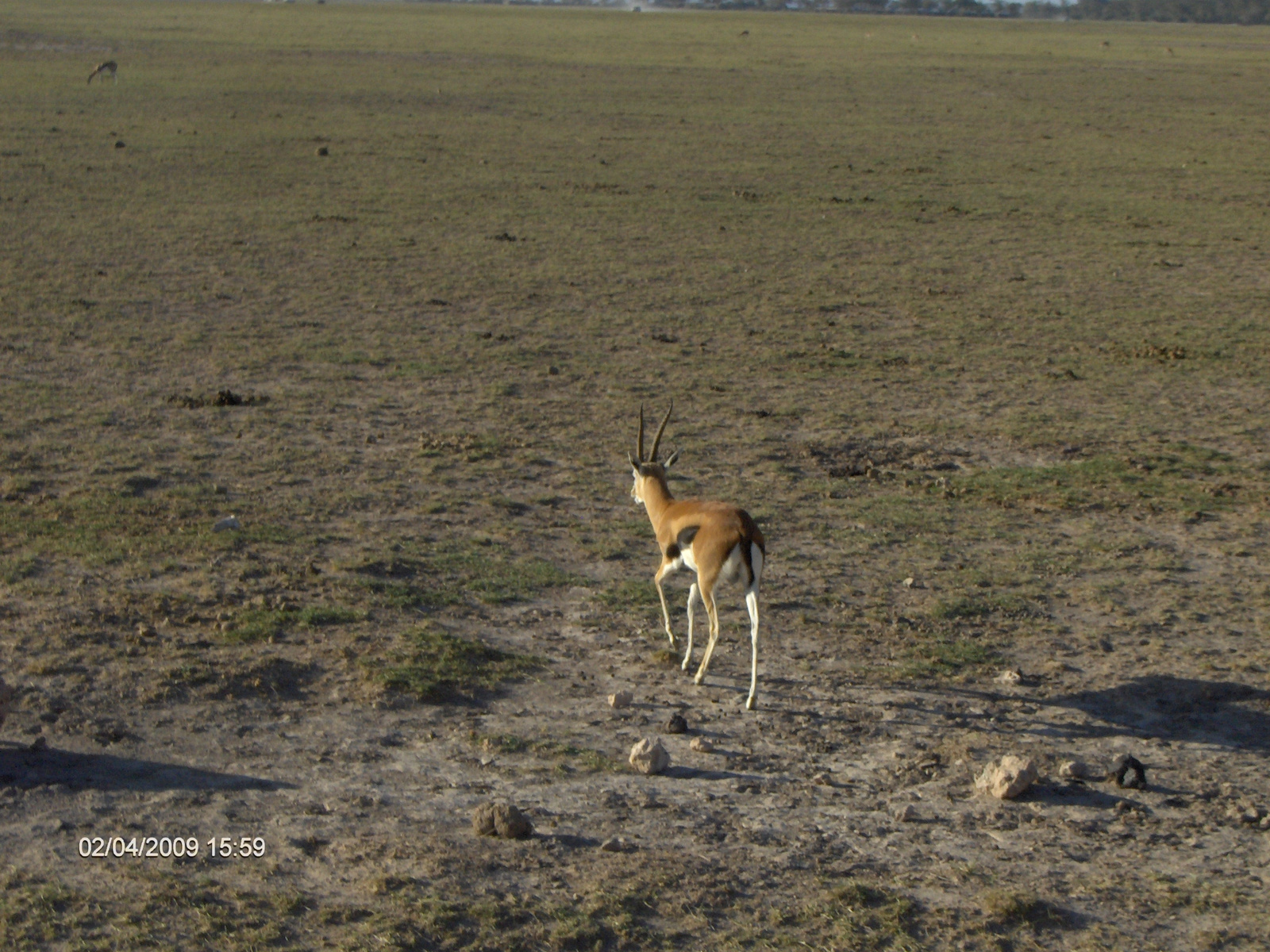 Kenya Amboseli7681 (56)