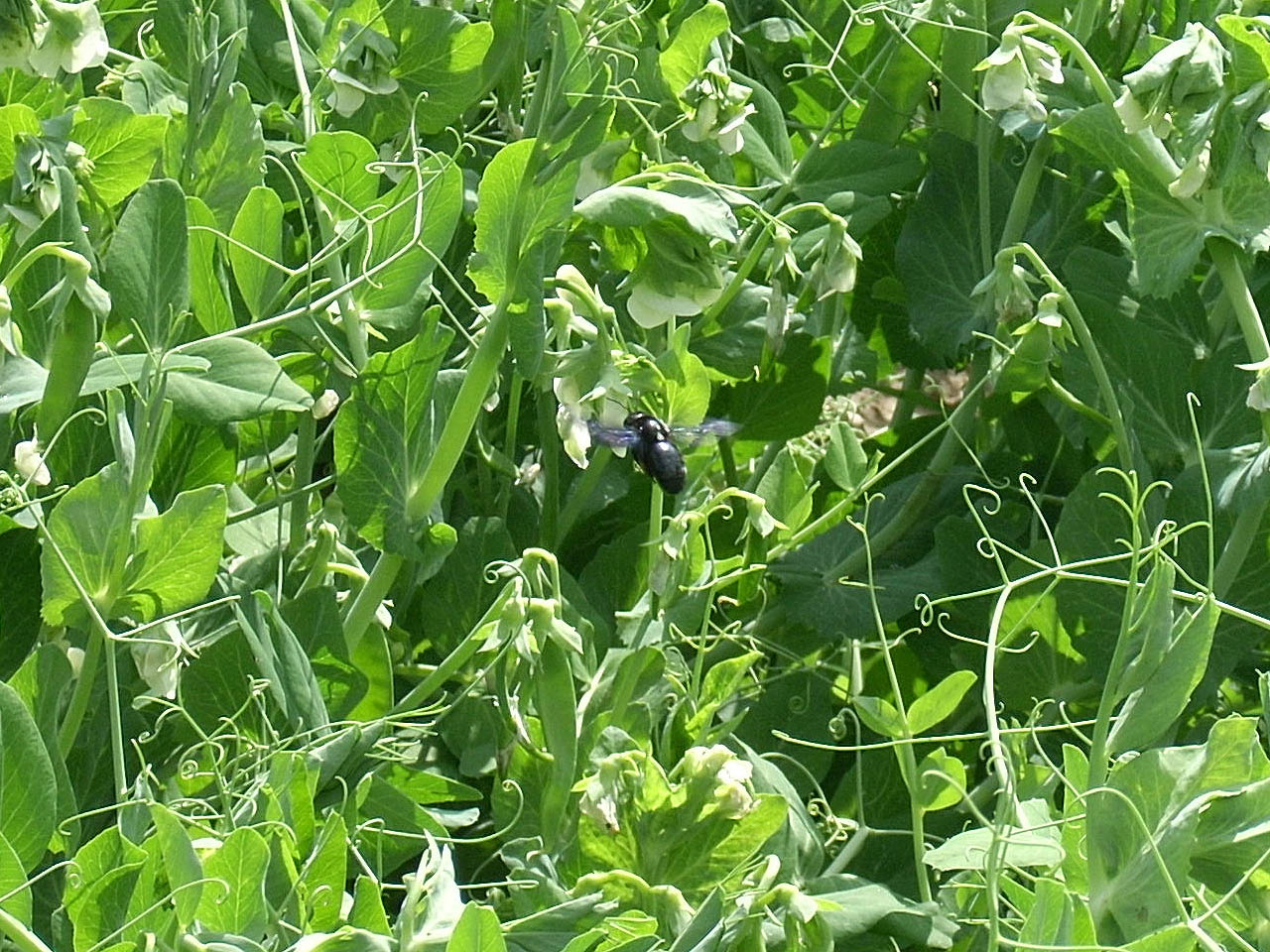 Kék fadongó (Xylocopa violacea L.) a borsóvirágon