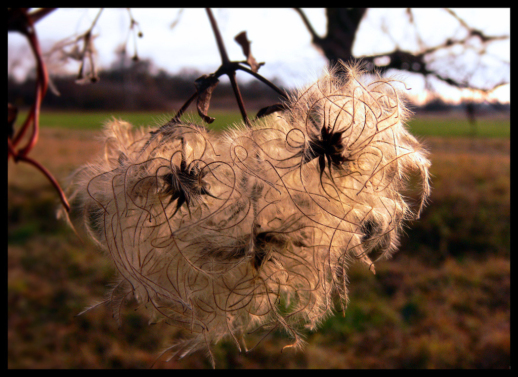 Clematis vitalba