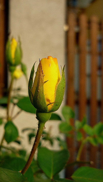 Rózsa 1.