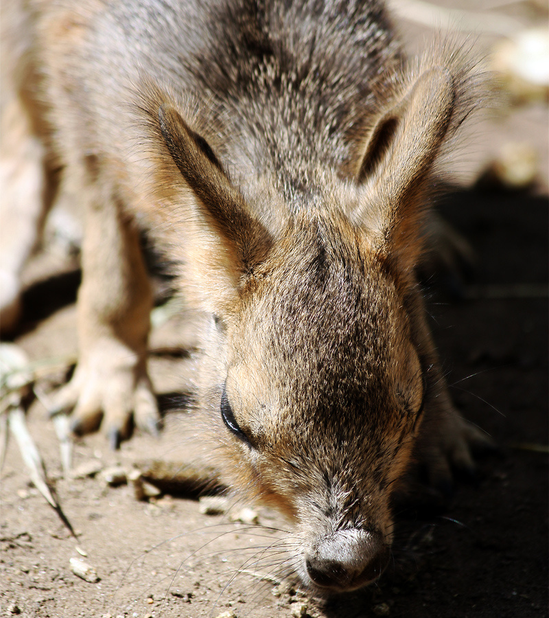 Budapest Zoo