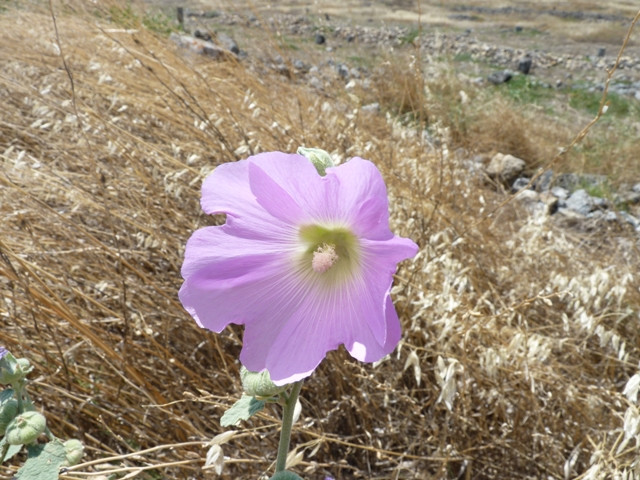 pamukkale25