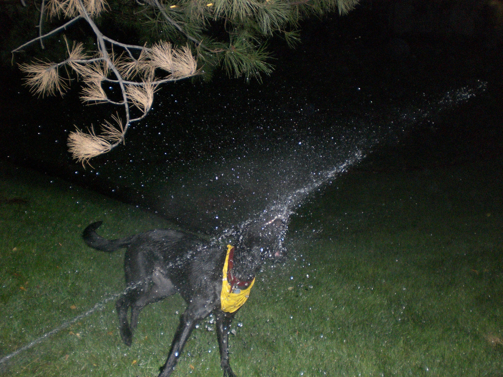 simon&the sprinkler