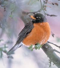 birds winter robin