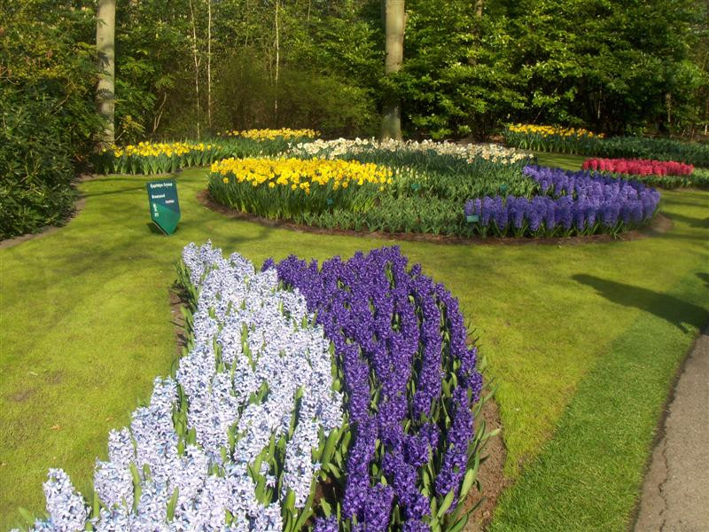 keukenhof-8 (Medium)