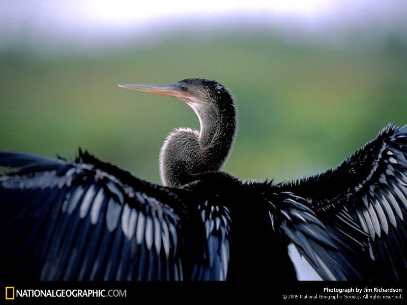 anhinga-feathers-92989-sw (Medium)