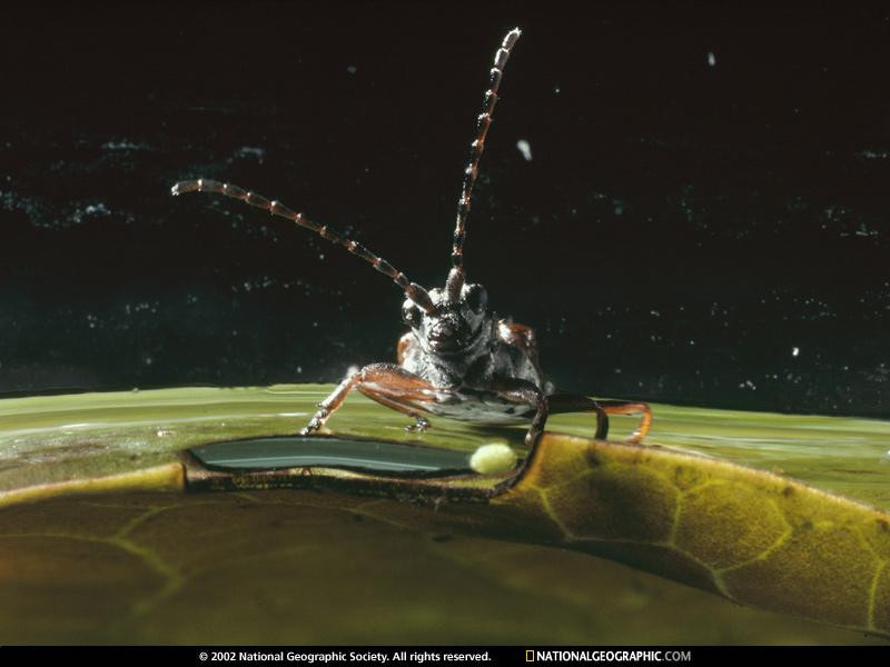 antennae-bug-261282-sw (Medium)