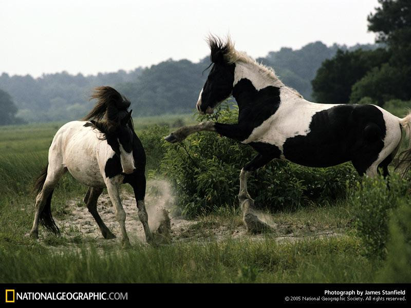 assateague-stallions-760014-sw (Medium)