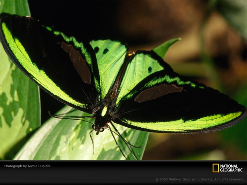 australian-birdwing-butterfly-duplaix-645631-sw (Medium)