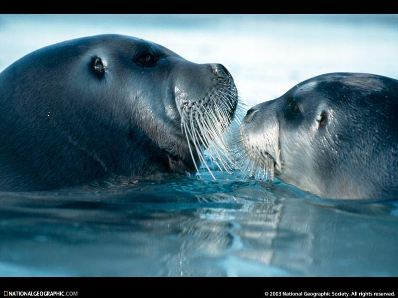 bearded-seals-63236-sw (Medium)