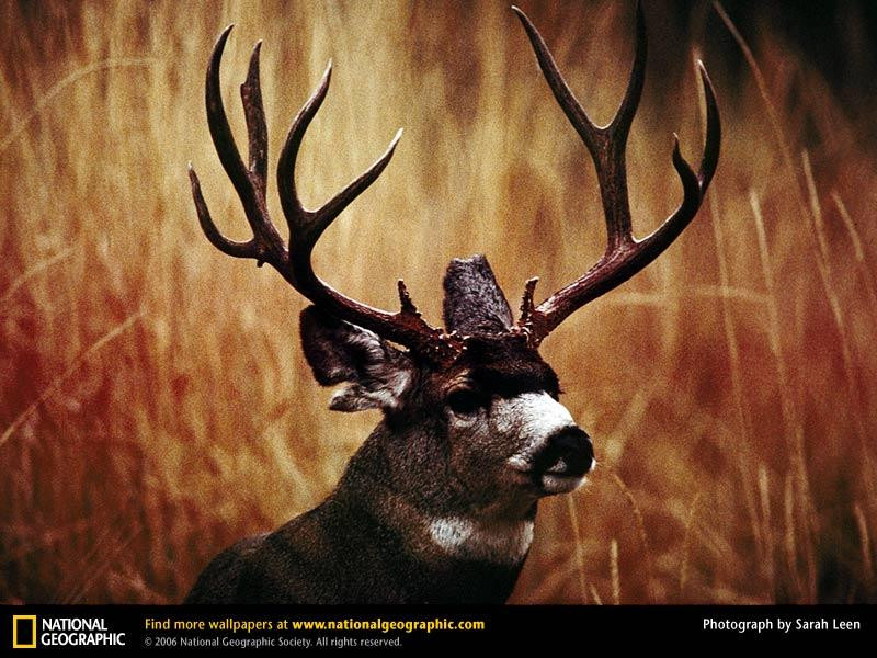 buck-mule-deer-520042-sw (Medium)