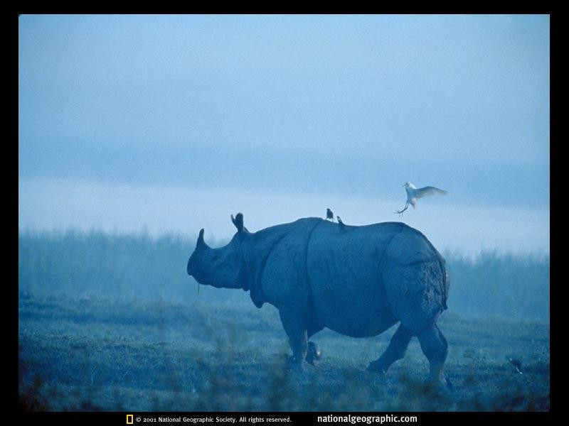 cattle-egret-and-rhino-513006-sw (Medium)