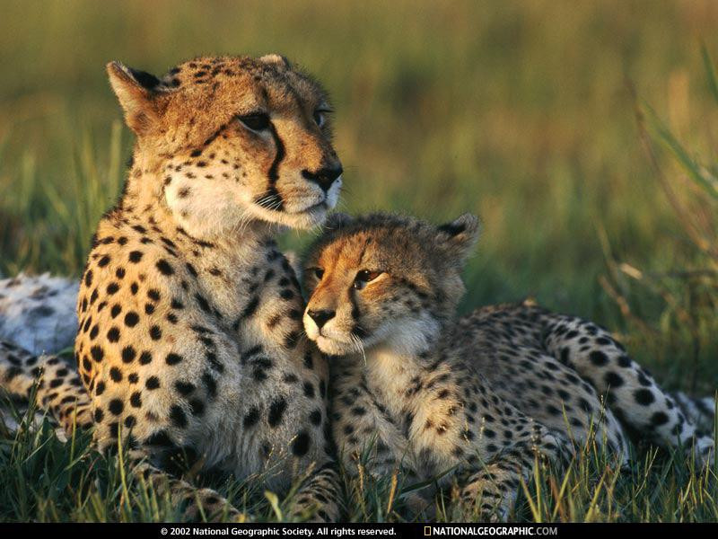 cheetah-mom-and-cub-642816-sw (Medium)