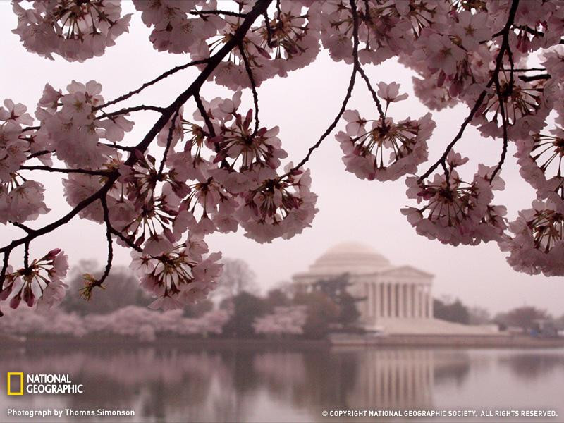 cherry-blossoms-jefferson-memorial-sw (Medium)