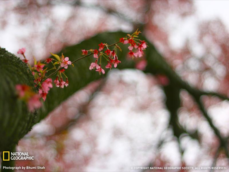 cherry-tree-branch-sw (Medium)