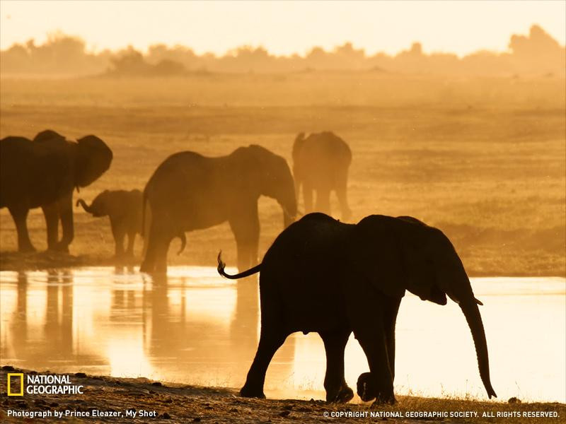 elephants-chobe-reserve-082409-sw (Medium)