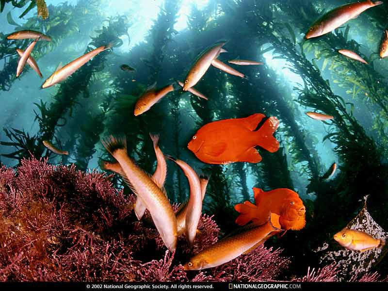 fish-among-giant-kelp-509319-sw (Medium)