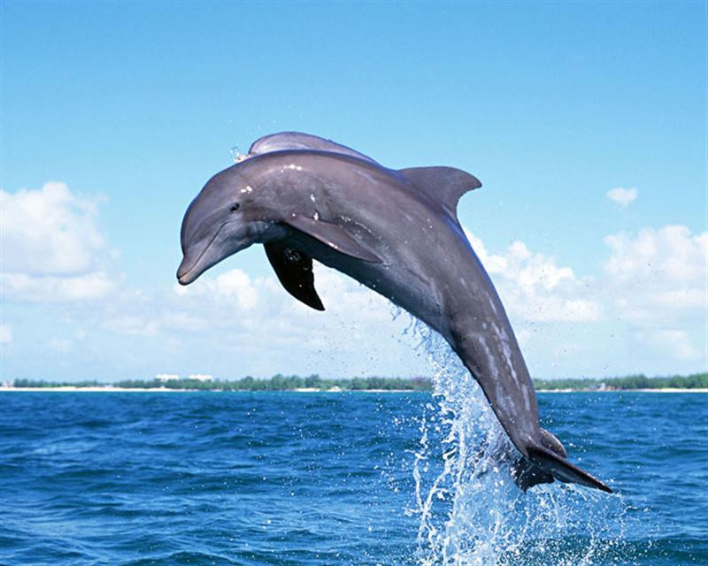 dolphin  (Medium)