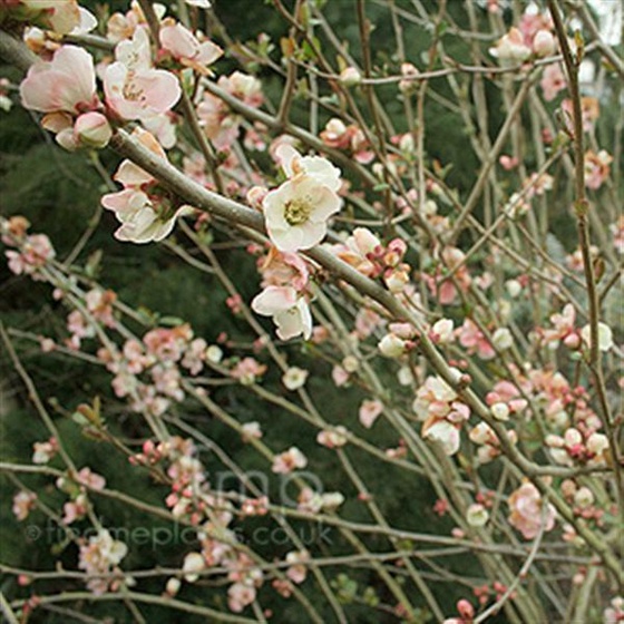 chaenomeles moerloosei fl (Medium)