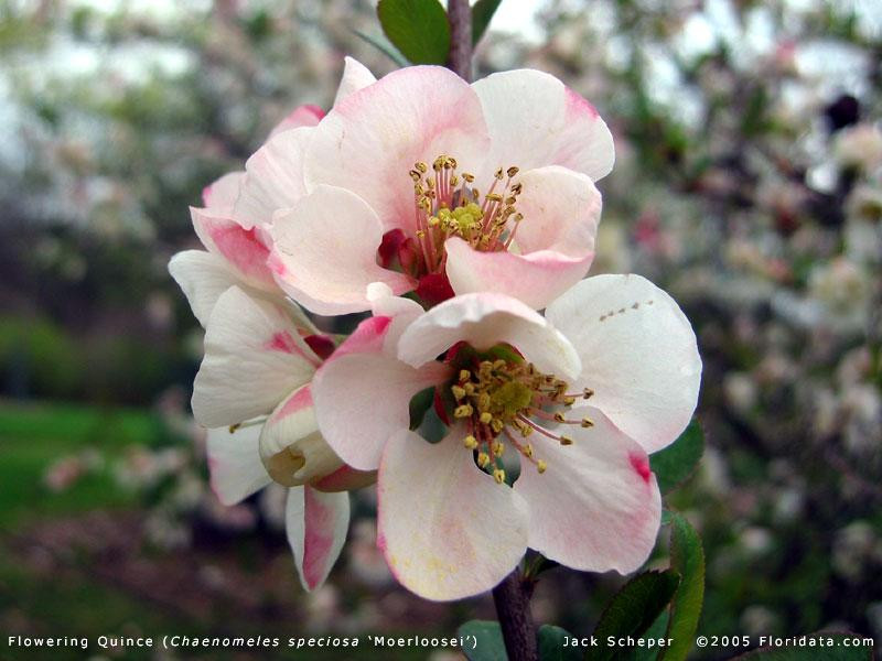 Chaenomeles speciosa fl800 (Medium)