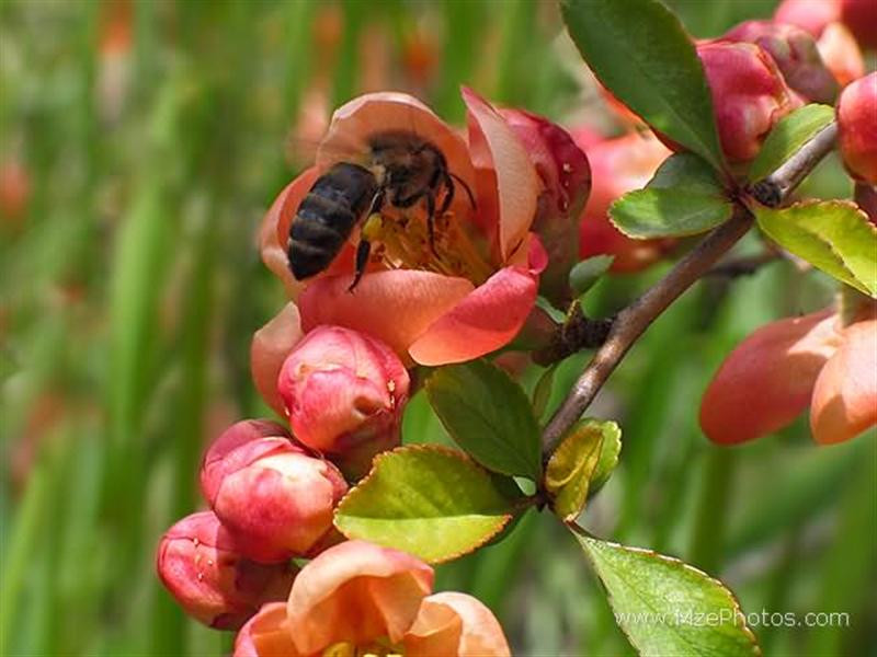 japanese-quince-flowers (Medium)