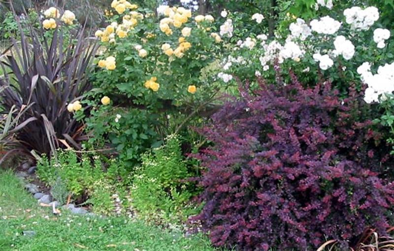 berberis-border2 (Medium)