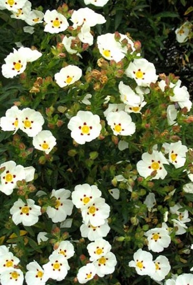 white-cistus-shrub (Medium)