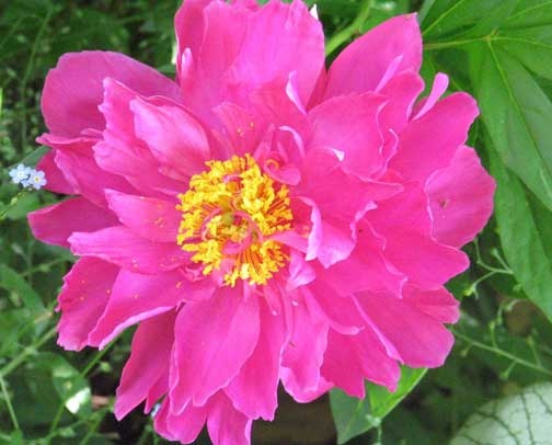 200604peony3b