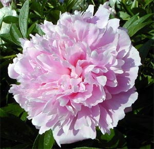 Peony2